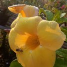 Cutting Plant - Allamanda Cathartica Fresh Yellow Flower Plant - Home Garden Plant EBER