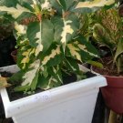Live Plant - Graptophyllum Pictum Flower Plant - Home Garden Plant EBER