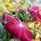 Live 50 Seeds Plant - Periwinkle Vinca Burgundy Flower Plant - Home Garden Plant EBER