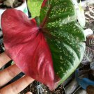 Live Plant - Caladium Red Baret Flower Plant - Home Garden Plant EBER