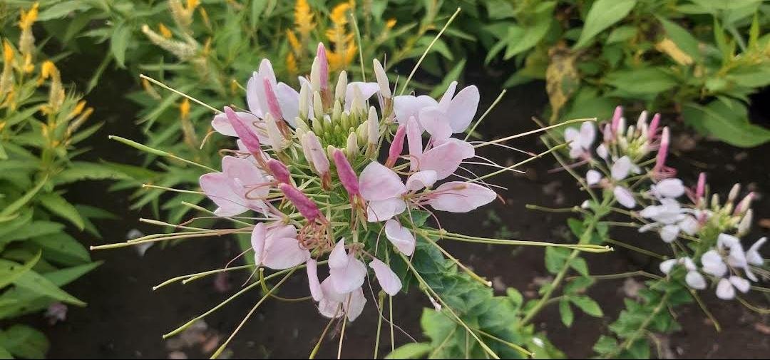100 Seeds Plant - Cleome Spider Plant Pink White Flower Plant - Home Garden Plant EBER