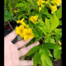 Live Plant - Yellow Flowering Allamanda Bush Flower Plant - Home Garden Plant EBER