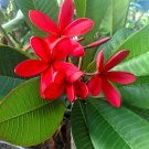 Cutting Plant - Frangipani Red Plumeria Flower Plant - Home Garden Plant EBER