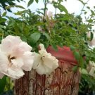 Live Plant - White Knock Out Rose Flower Plant - Home Garden Plant EBER