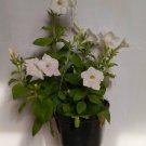 25 Seeds Plant - Petunia Grandiflora White Flower Plant - Home Garden Plant EBER