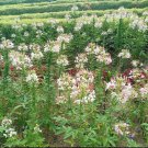 100 Seeds Plant - Cleome PINK WHITE BLOSSOMS Flower Plant - Home Garden Plant EBER