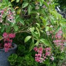 Live Plant - Magnifica Medinilla speciosa Flower Plant - Home Garden Plant EBER