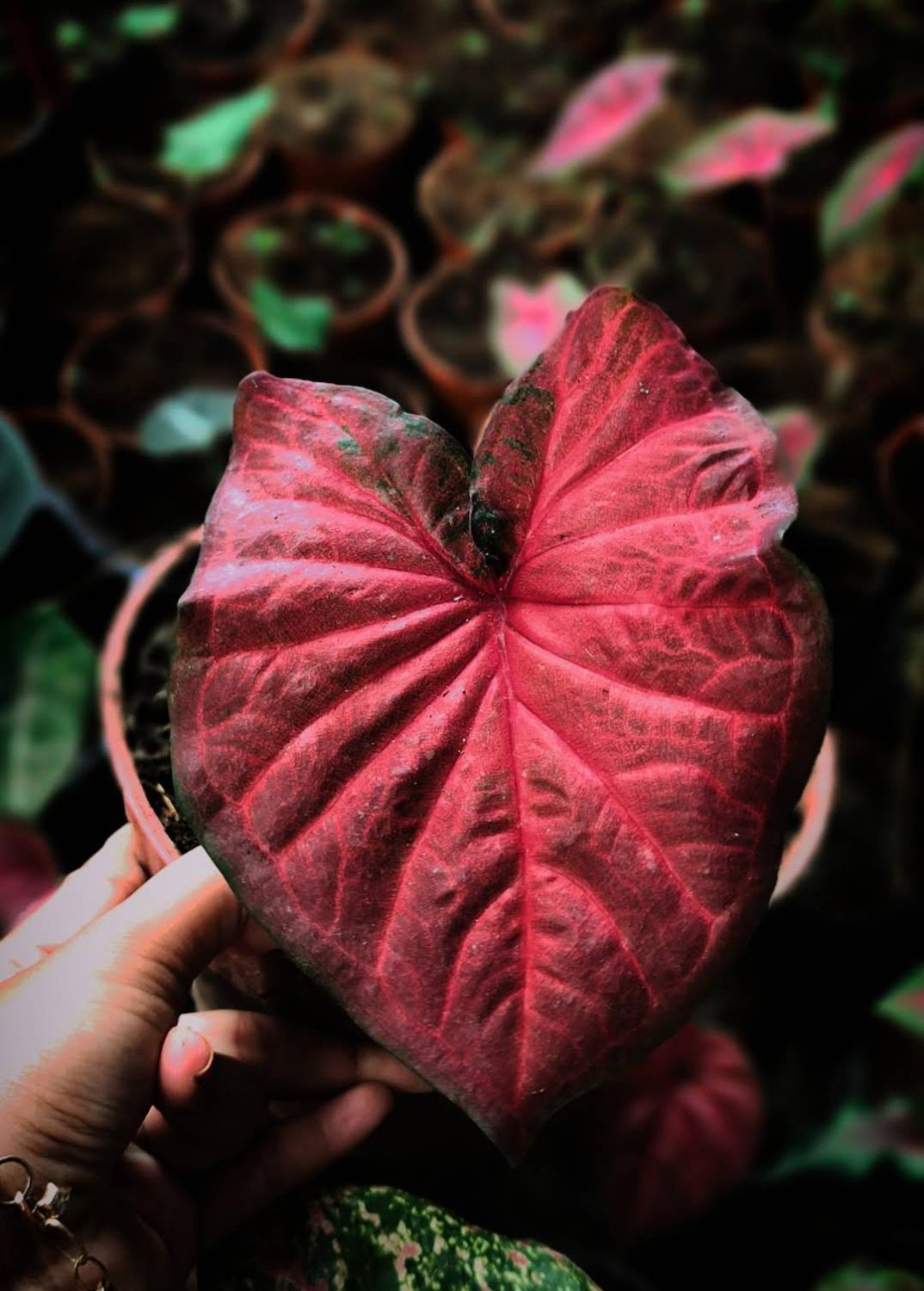 Bulbs Plant - Caladium Red Flower Plant - Home Garden Plant EBER