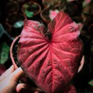 Bulbs Plant - Caladium Red Flower Plant - Home Garden Plant EBER