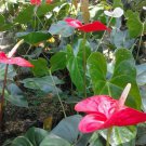 Live Plant - Anthurium Red Flamingo Lily Flower Plant - Home Garden Plant EBER