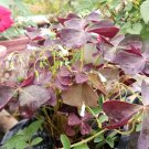 Live Plant - Oxalis Triangularis Ebony Allure Flower Plant - Home Garden Plant EBER