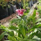 50 Seeds Plant - DIANTHUS Barbatus Red & White Flower Plant - Home Garden Plant EBER