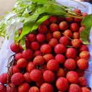 Live Plant - Sweet Lychee Fruit Tree Plant - Home Garden Plant EBER