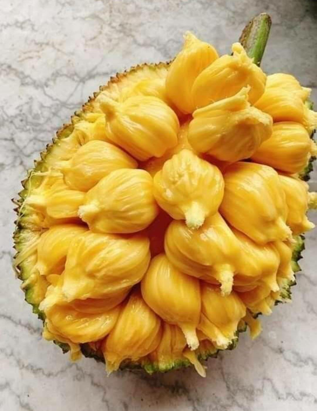Live Plant - Cempedak Florida Jackfruit Fruit Tree Plant - Home Garden Plant EBER
