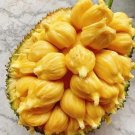 Live Plant - Cempedak Florida Jackfruit Fruit Tree Plant - Home Garden Plant EBER