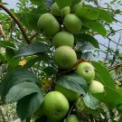 Live Plant - Granny Smith Apple Fruit Tree Plant - Home Garden Plant EBER