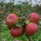 Live Plant - FUGI Apple Fruit Tree Plant - Home Garden Plant EBER