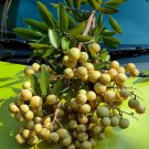 Live Plant - Longan Dimocarpus Dragon Eye Fruit Tree Plant - Home Garden Plant EBER
