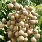 Live Plant - Kahola Longan Tree Fruit Tree Plant - Home Garden Plant EBER