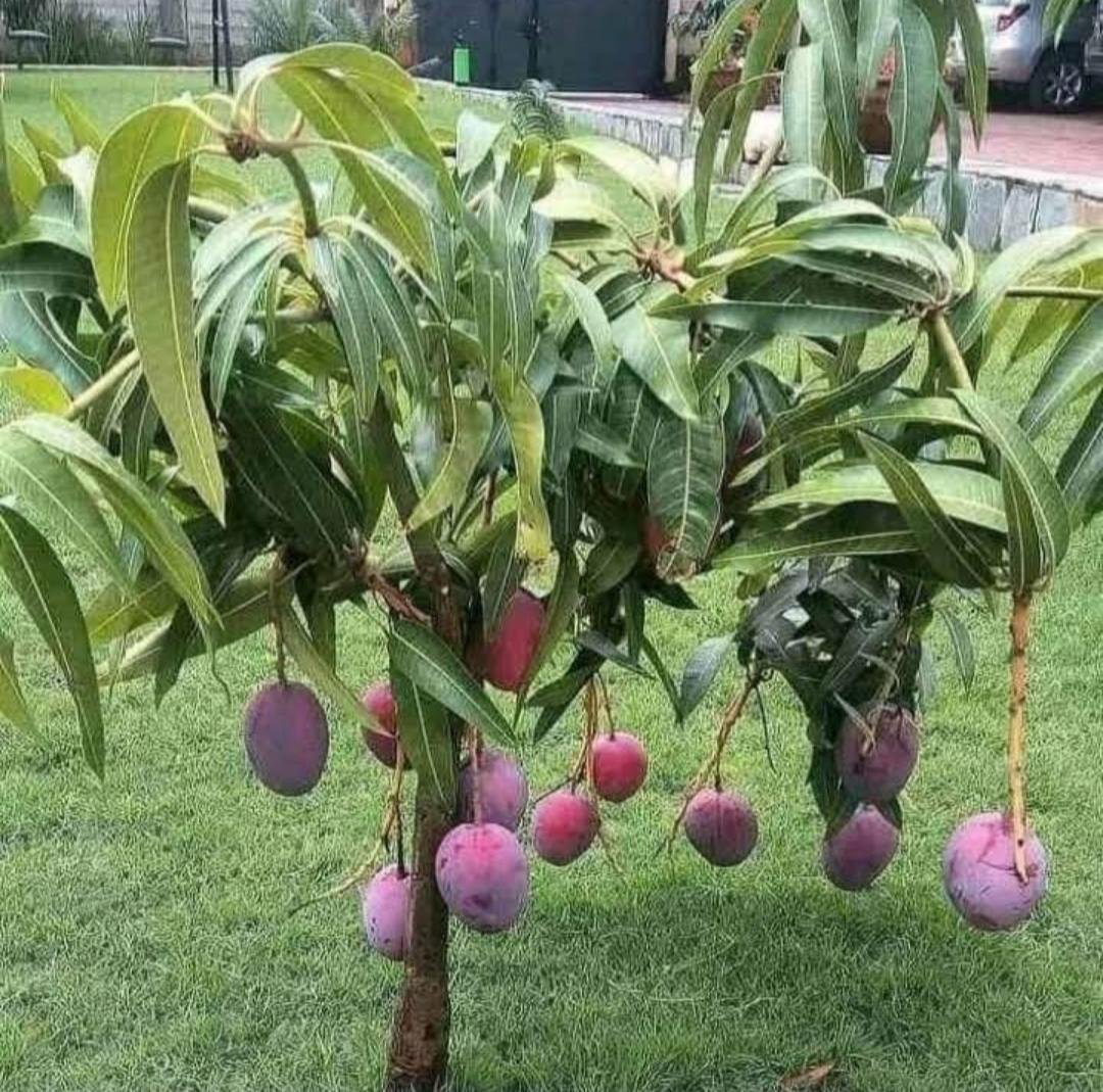 Live Plant - Palmer Mango (Mangifera Indica) Fruit Tree Plant - Home Garden Plant EBER