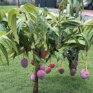 Live Plant - Palmer Mango (Mangifera Indica) Fruit Tree Plant - Home Garden Plant EBER