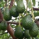 Live Plant - Hass Avocado Fruit Tree Plant - Home Garden Plant EBER