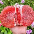 10 Seeds Plant - Red Pomelo Citrus Fruit Tree Plant - Home Garden Plant EBER