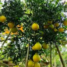 Live Plant - Chandler pomelo Fruit Tree Plant - Home Garden Plant EBER