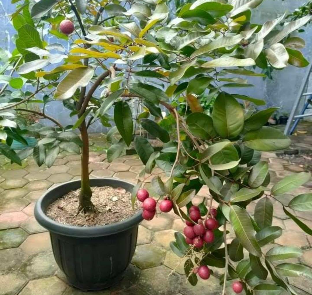 Live Plant - Red Ruby Longan Fruit Tree Plant - Home Garden Plant EBER