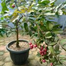Live Plant - Red Ruby Longan Fruit Tree Plant - Home Garden Plant EBER