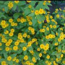 100 Seeds Plant - MELAMPODIUM BUTTER DAISY Flower Plant - Home Garden Plant EBER