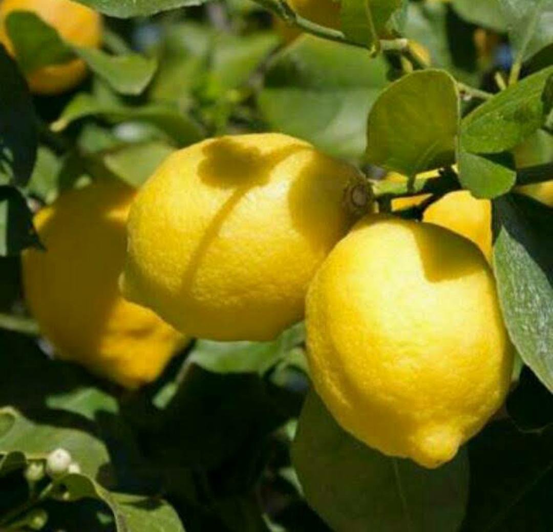 Live Plant - Meyer Lemon Tree Fruit Tree Plant - Home Garden Plant EBER