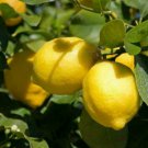 Live Plant - Meyer Lemon Tree Fruit Tree Plant - Home Garden Plant EBER