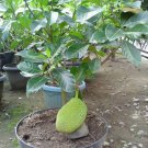 Live Plant - Jackfruit Artocarpus Heterophyllus Fruit Tree Plant - Home Garden Plant EBER