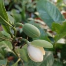 Live Plant - Magnolia Grandiflora Southern Magnolia Tree Plant - Home Garden Plant EBER