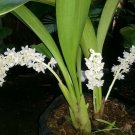 Live Plant - Eria Hyacinthoides Plant - Home Garden Plant EBER