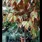 Live Plant - Copperleaf, Acalypha wilkesiana Plant - Home Garden Plant EBER