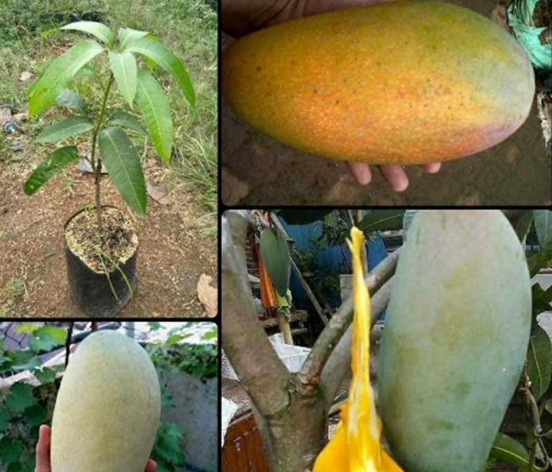 Live Plant - GRAFTED MAHACHANOK Mango Plant - Home Garden Plant EBER
