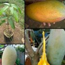 Live Plant - GRAFTED MAHACHANOK Mango Plant - Home Garden Plant EBER