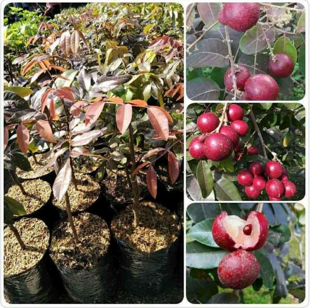 Live Plant - Cold Hardy Red Ruby Longan Fruit Plant - Home Garden Plant EBER