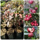 Live Plant - Cold Hardy Red Ruby Longan Fruit Plant - Home Garden Plant EBER