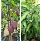 Live Plant - Mango palmer (Mangifera) Fruit Plant - Home Garden Plant EBER