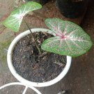 2 bulbs Plant - Caladium 'Galaxy' Fruit Plant - Home Garden Plant EBER