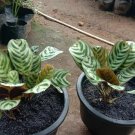 Live Plant - Calathea Ctenanthe x Burle Marx Plant - Home Garden Plant EBER