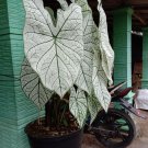 2 bulbs Plant - Caladium 'White Christmas' Plant - Home Garden Plant EBER
