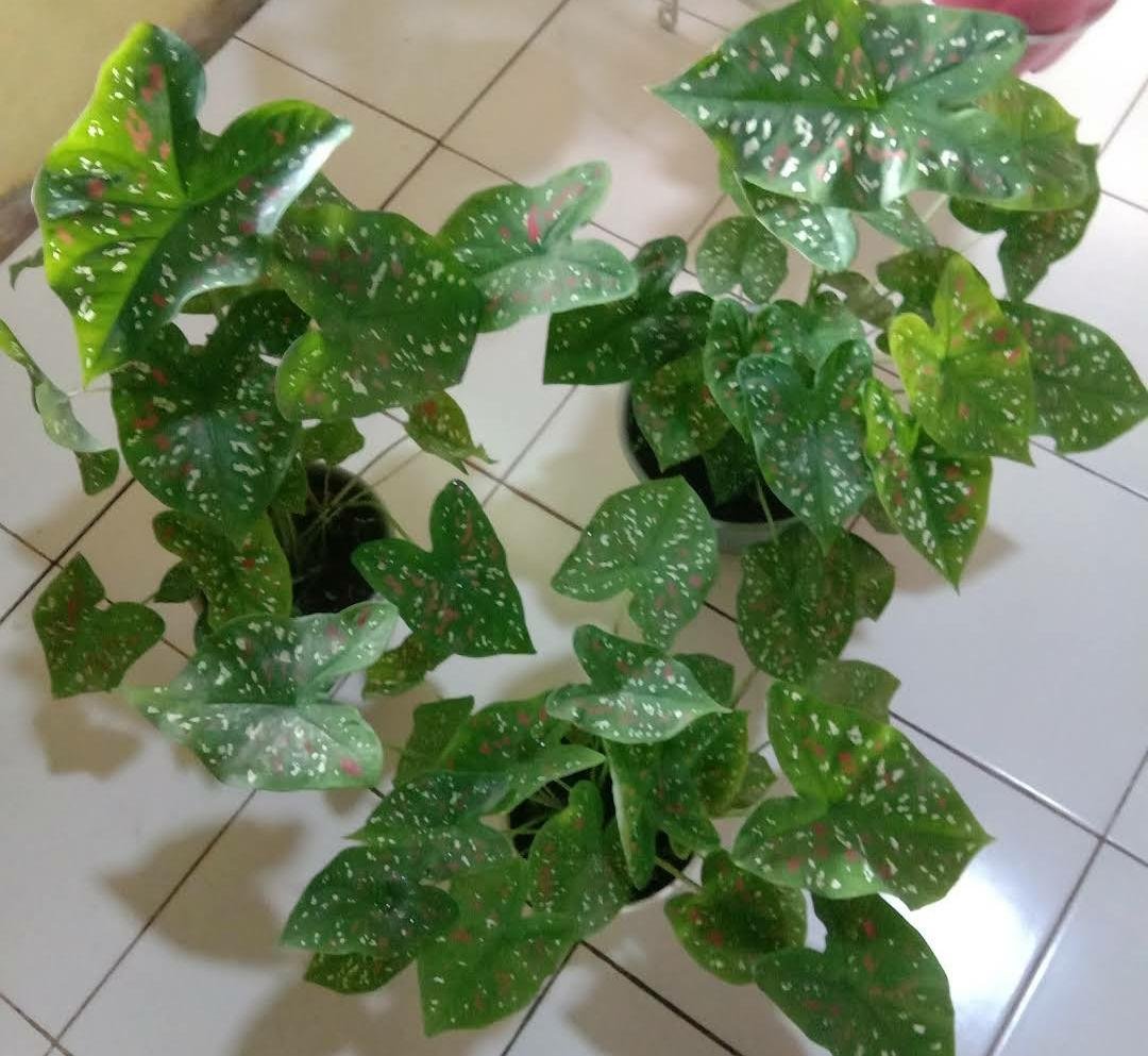 Live Plant - Florida Clown Caladium Plant - Home Garden Plant EBER
