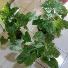 Live Plant - Florida Clown Caladium Plant - Home Garden Plant EBER