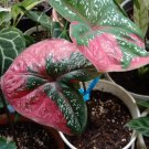 Live Plant - Caladium Red Baret Plant - Home Garden Plant EBER