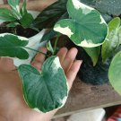 Live Plant - Xanthosoma Albo Variegata Plant - Home Garden Plant EBER