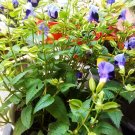 50 Seeds Plant - Torenia Seeds Duchess Deep Blue Plant - Home Garden Plant EBER